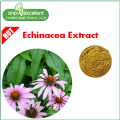 Natural Echinacea Extract Cichoric Acid